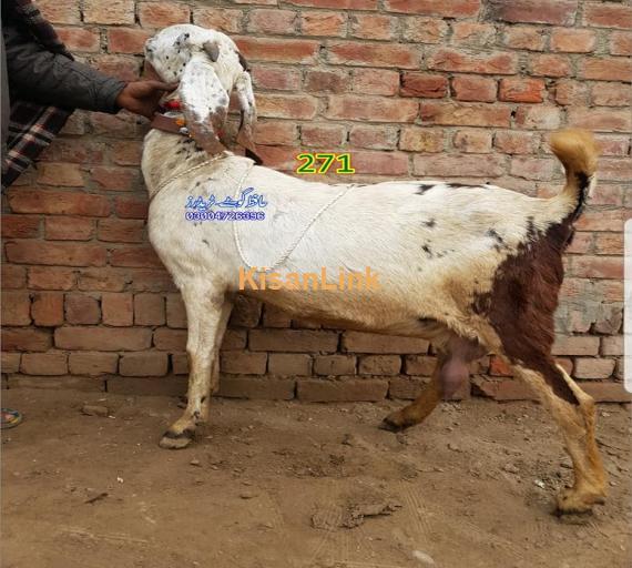 Goat For Sale