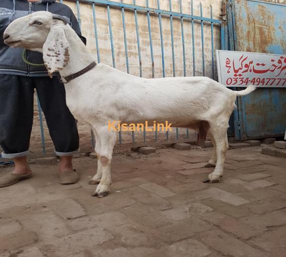 Goat For Sale