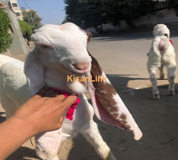 Goat For Sale