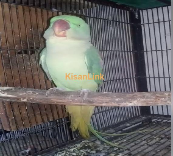 Parrot For Sale