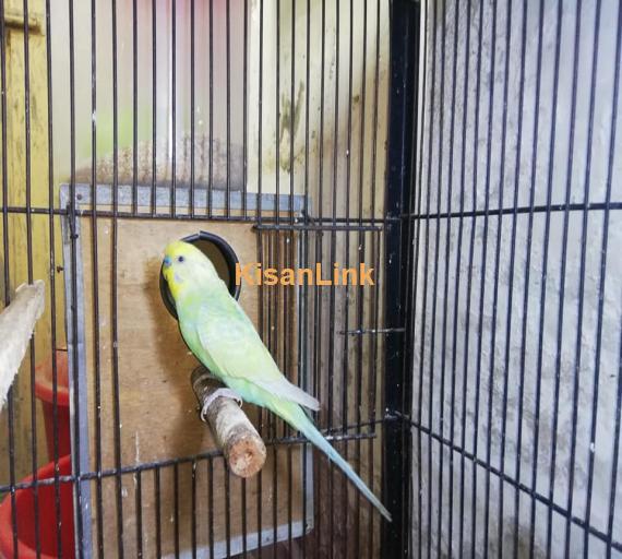 Parrot For Sale