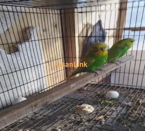Parrot For Sale