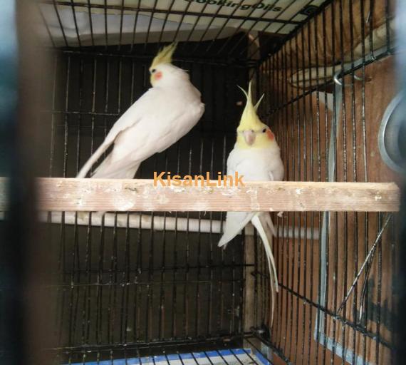 Parrot For Sale - Kisanlink