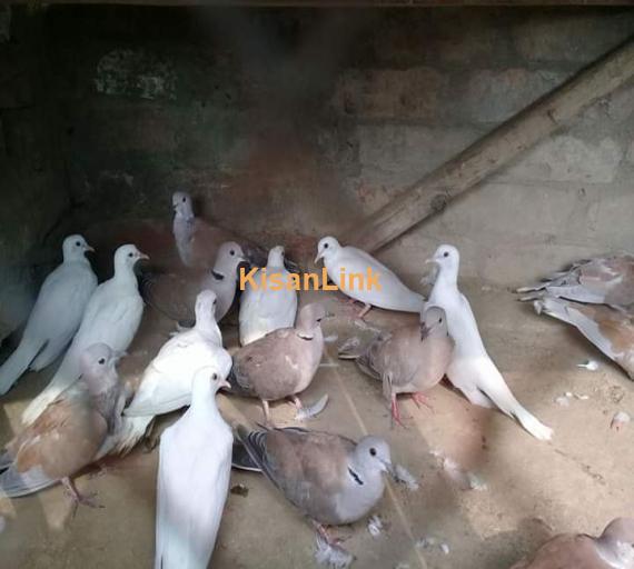 Pigeons For Sale