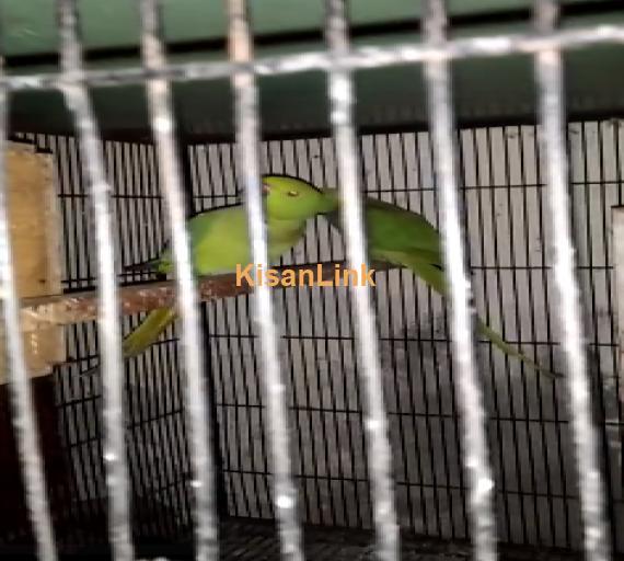 Parrot For Sale