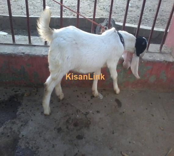 Goat For Sale