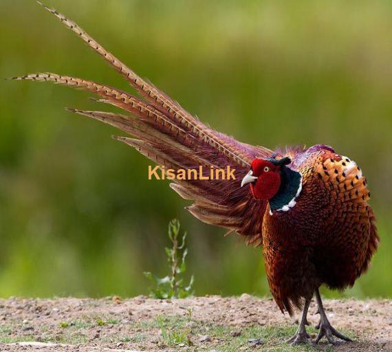 Pheasant For Sale