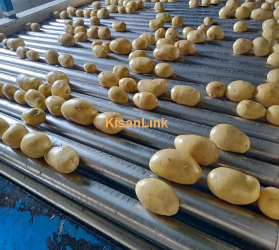 Quality Potatoes For Export