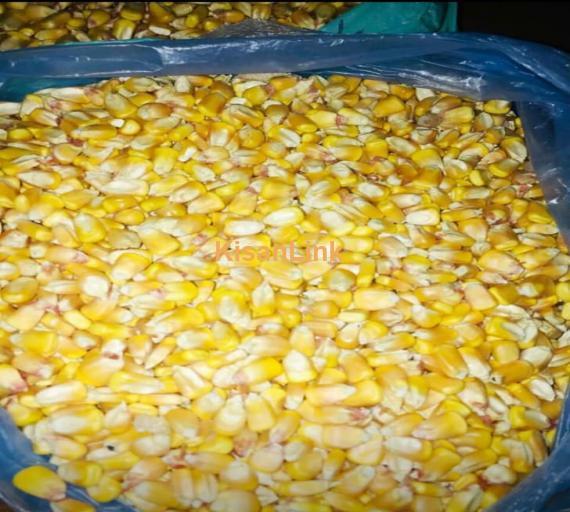 Yellow Corn For Export