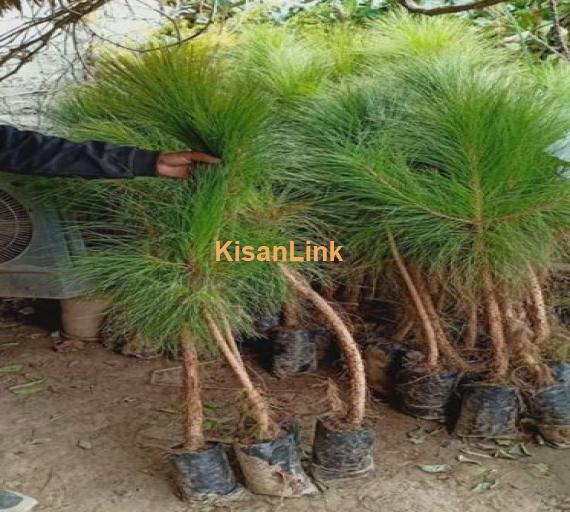 Pine plants Size:4 foots