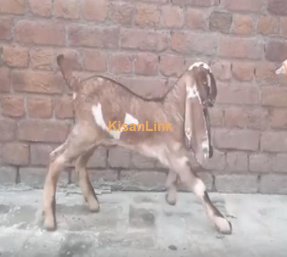 Goat For Sale