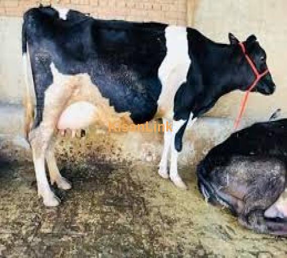 Two Holstein Frisian cows for Urgent sale