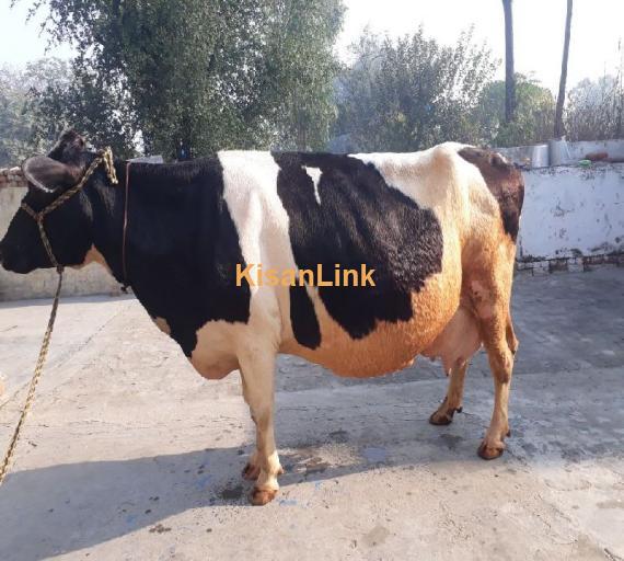 2 PURE BRED HOLSTEIN FRISIAN COWS FOR SALE