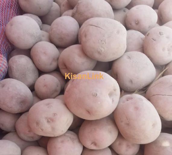 Potato Alu for sale