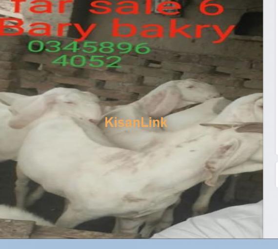 Goat for Sale