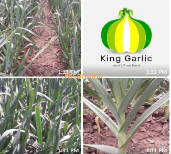 Garlic G1 (king garlic)
