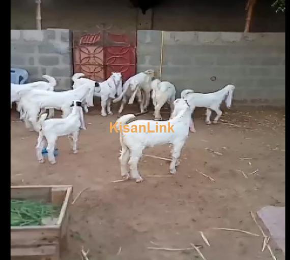 Goat for Sale