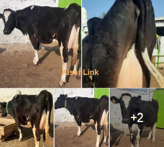 Cow For Sale