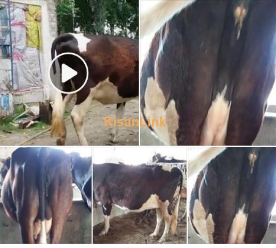 Cow For Sale