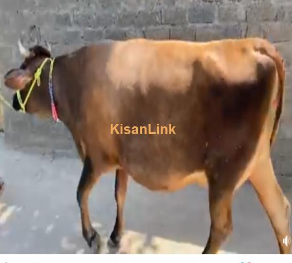 Cow For Sale