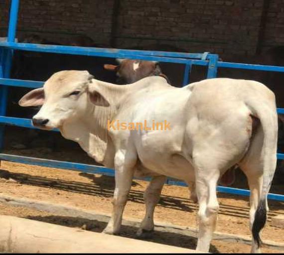 Calf do dant wala  for sale