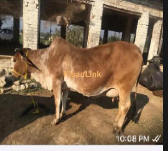 Cow For Sale