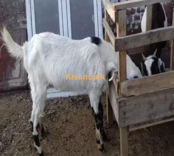 Goat for Sale