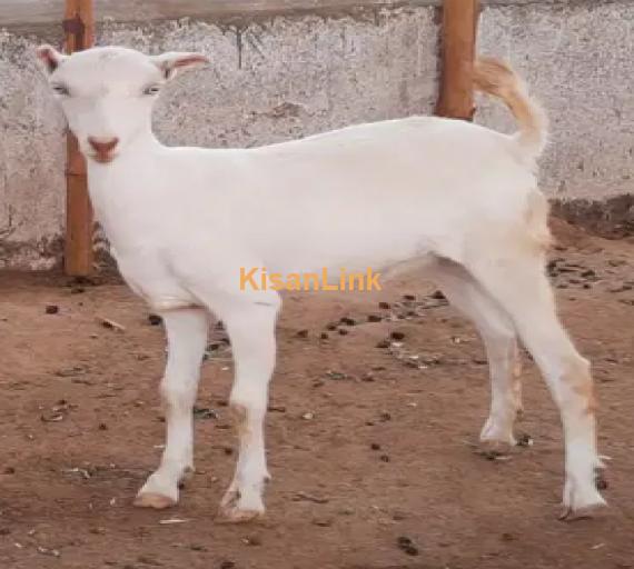 Goat for Sale