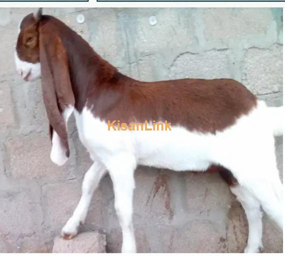 Goat for Sale