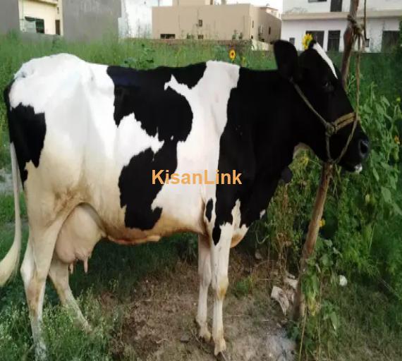 Cow For Sale