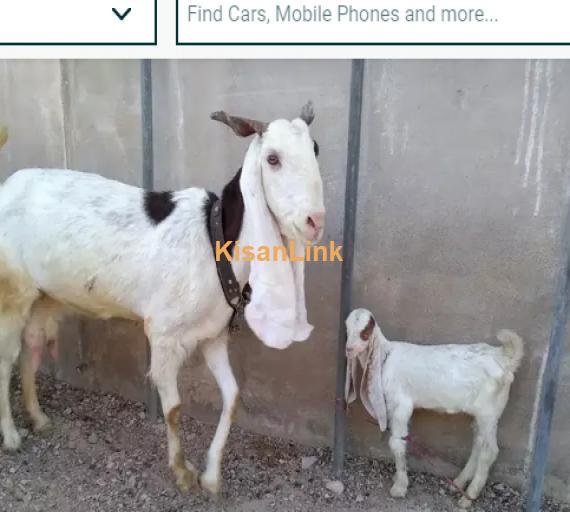 Goat for Sale