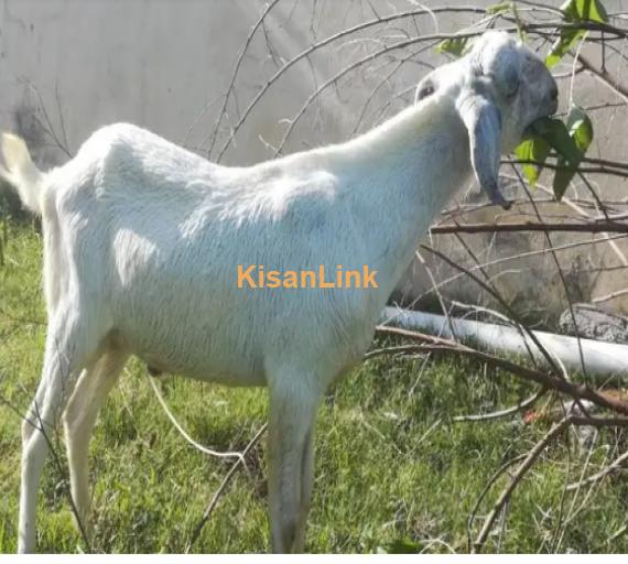 Goat for Sale