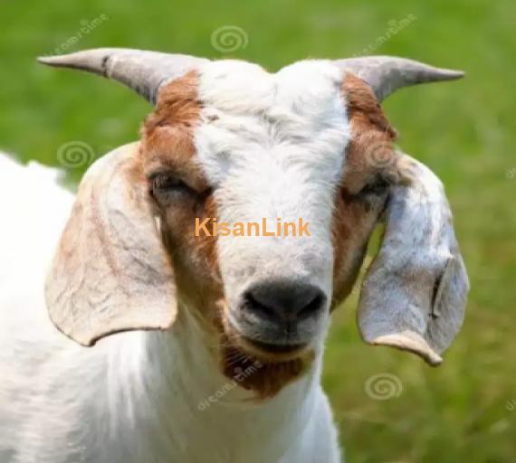 Goat for Sale