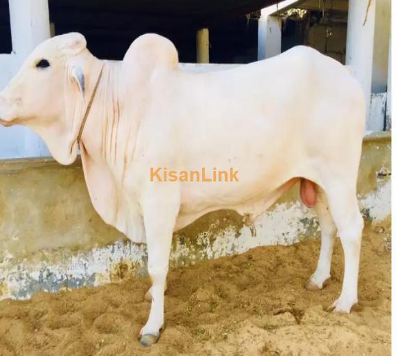 Cow For Sale