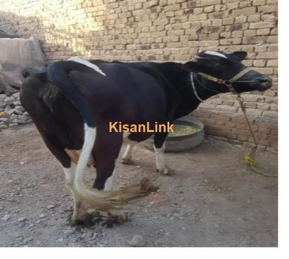 Cow For Sale