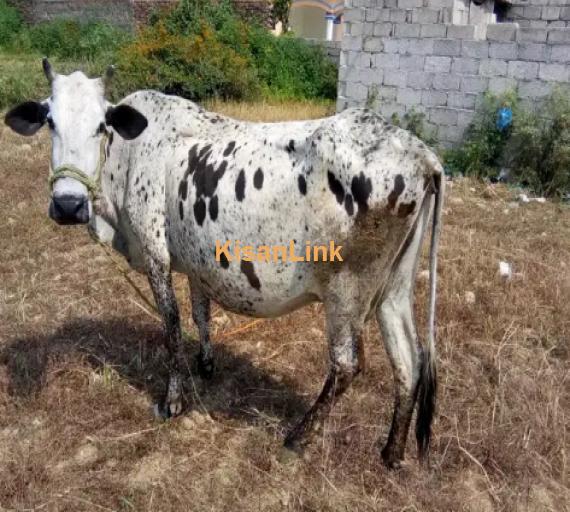 Cow For Sale