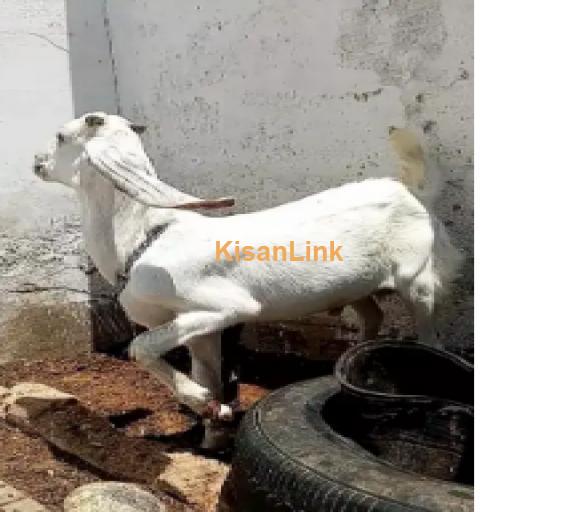 Goat for Sale