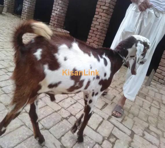 Goat for Sale