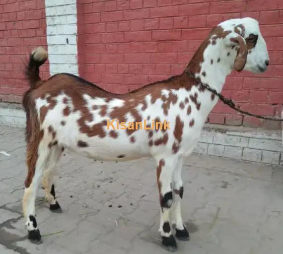 Goat for Sale