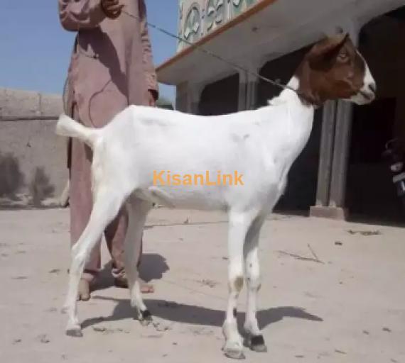 Goat for Sale