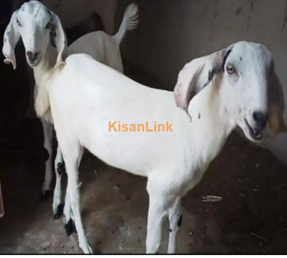 Goat for Sale