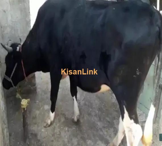 Cow For Sale