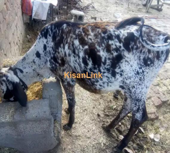 Cow For Sale