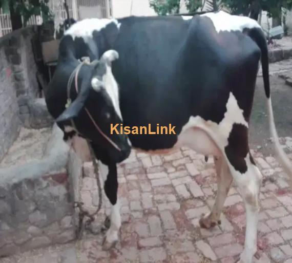 Cow For Sale