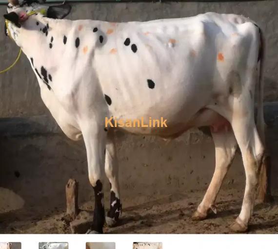 Cow For Sale