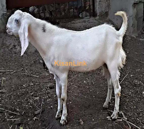 Goat for Sale