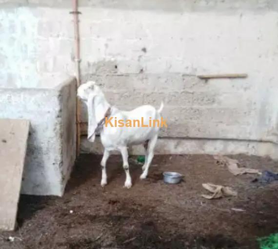 Goat for Sale