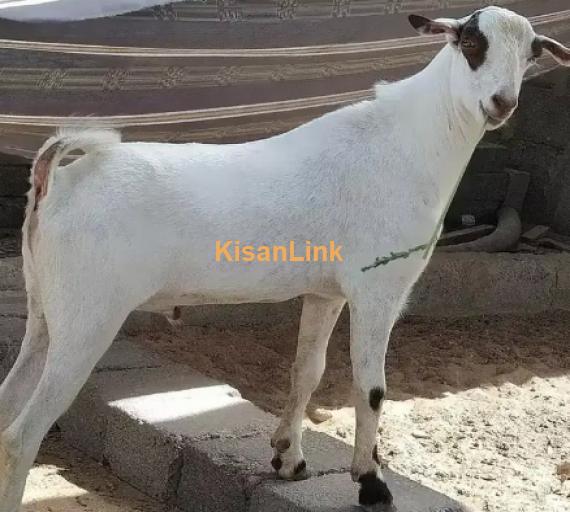 Goat for Sale