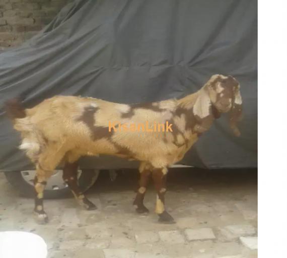 Goat for Sale