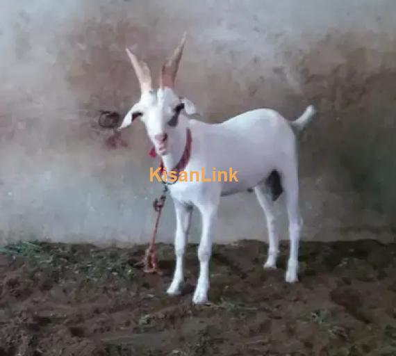 Goat for Sale